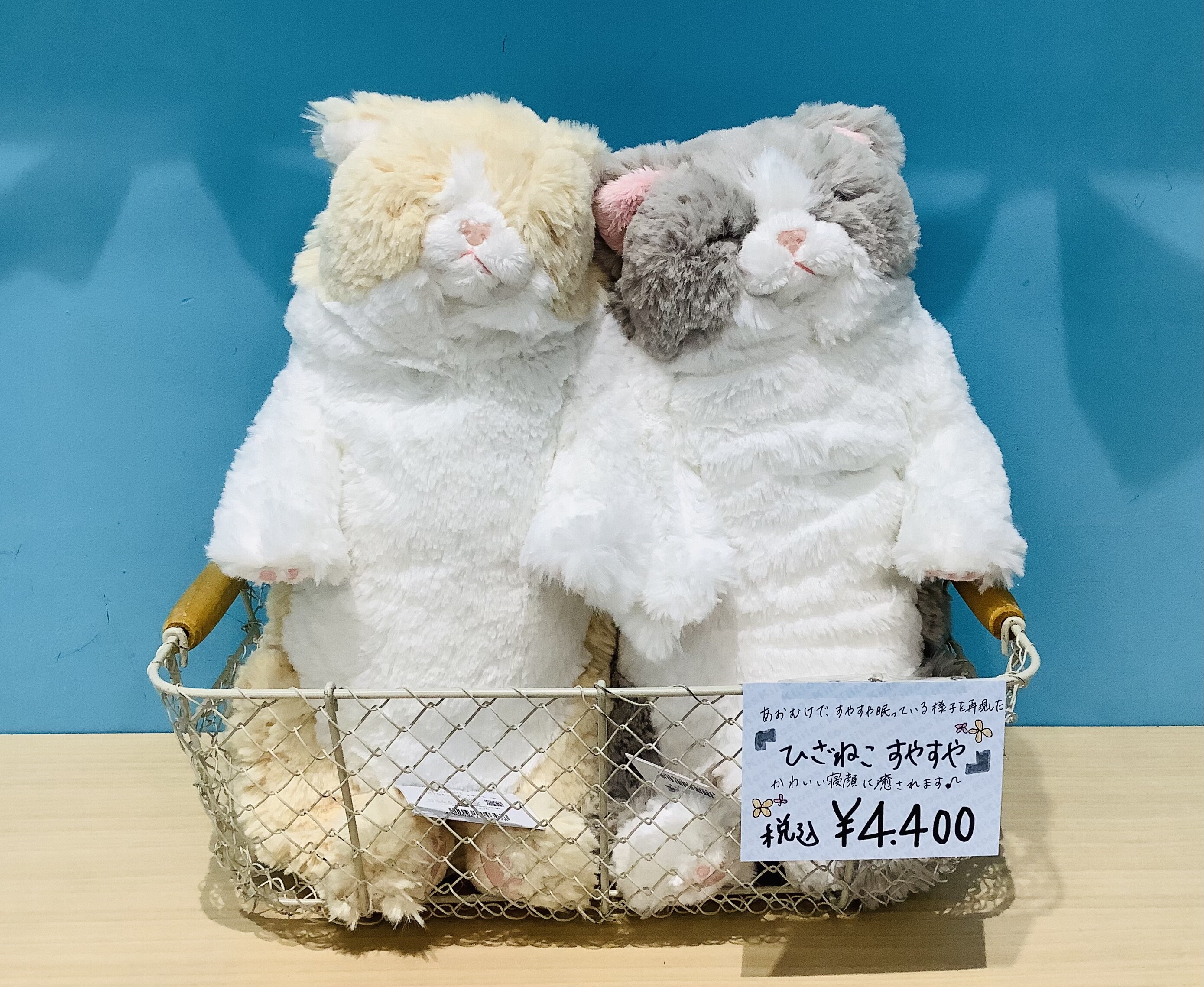 寝顔がとっても癒される、ひざねこすやすや???????? | キートス | ショップニュース | たまプラーザ テラス